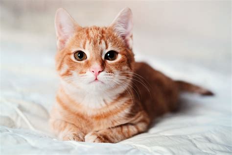 Prompt ngân hàng: Đối chiếu tài liệu bán hàng với quy định: bước rà soát mà nhiều ngân hàng đang bỏ sót
